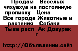 Продам.  Веселых чихуахуа на постоянную прописку › Цена ­ 8 000 - Все города Животные и растения » Собаки   . Тыва респ.,Ак-Довурак г.